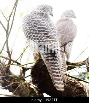 Pare der weißen Morph von sibirischen Gerfalke (Falco Rusticolus Intermedius). КАМЧАТКА. Stockfoto