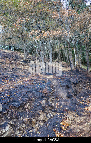 Trauriges Bild der Überreste eines Eichenwaldes brannte nach einem Waldbrand. Stockfoto