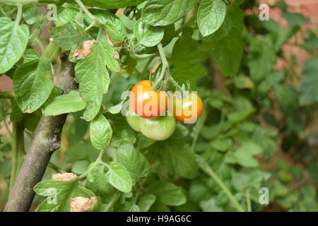 Anbau von Bio-Rindfleisch-Tomaten Stockfoto