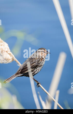 Weibliche redwinged Blackbird thront auf Rohrkolben in Feuchtgebieten. Stockfoto