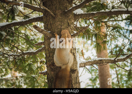 Eichhörnchen Sie mit Kegel im Wald Stockfoto