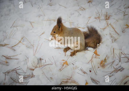 Eichhörnchen sitzend auf Schnee Essen Stockfoto