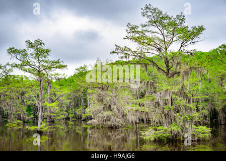 Caddo Lake State Park Stockfoto