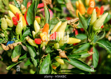 Nahaufnahme junge kleine Chilischoten auf einen Baum, chili Stockfoto