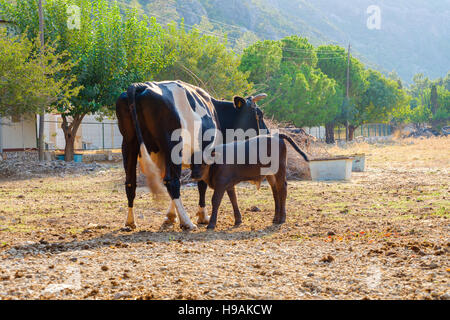 Ein Neugeborenes Kuh trinken Milch von der Mutter in einer farm Stockfoto