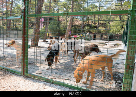 Heimatlose Hunde in ein Tierheim Stockfoto