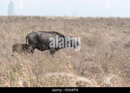 Kaffernbüffel mit einem Kalb und Nairobi im Hintergrund Stockfoto