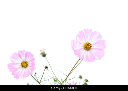 rosa weiße Kosmos Blume isoliert Stockfoto