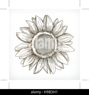 Sonnenblume Skizze, Handzeichnung, Vektor-illustration Stock Vektor
