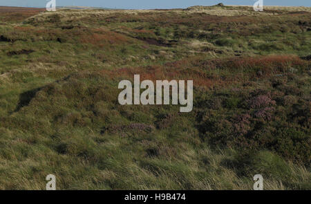 NAB Moor Hügel mit Heidekraut und rot orange Sauerampfer, Blick nach Osten zum Boden Hill, South Pennines nördlich von Halifax, West Yorkshire, Großbritannien Stockfoto