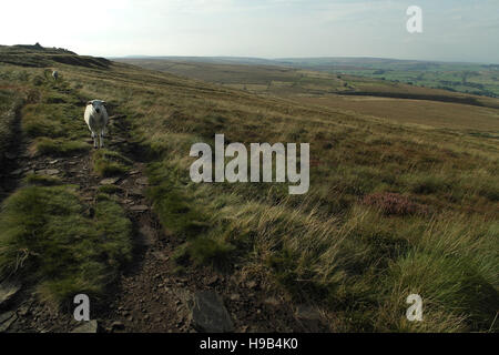 Zwei Schafe stehen auf Fußweg über Nab Hügel, Blick nach Westen zum oberen Cairns und Worth Valley, South Pennines nördlich von Halifax, West Yorkshire moor. UK Stockfoto