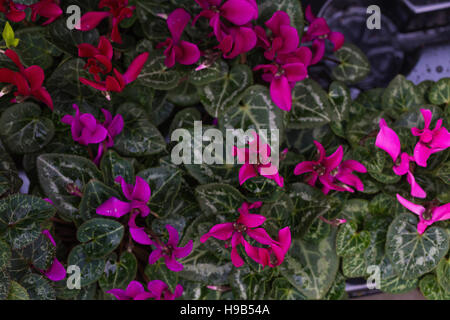 Rosa und lila Blüten mit dünnen Blütenblättern in Strauch mit bunten Blättern Stockfoto