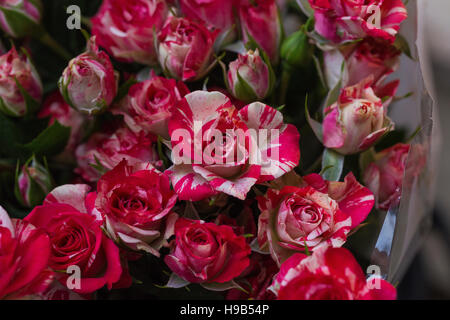 Bouquet von rosa und rot bunt Rosen und Knospen Stockfoto