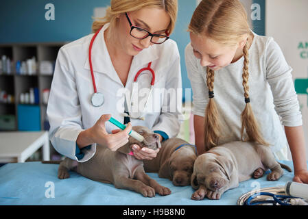 Tierarzt, niedliche und schläfrige Welpen füttern Stockfoto