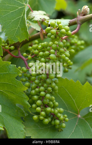 Reifung von weißen Trauben (Vitis) am Weinstock, Vandee, Frankreich Stockfoto