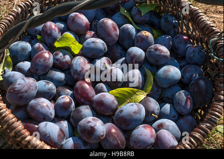 Frisch geerntete Pflaumen (Prunus Domestica) in einem Korb, Franken, Bayern, Deutschland Stockfoto