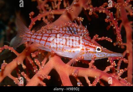 Longnose Hawkfish (Oxycirrhites Typus), Tulamben, Bali, Indonesien Stockfoto