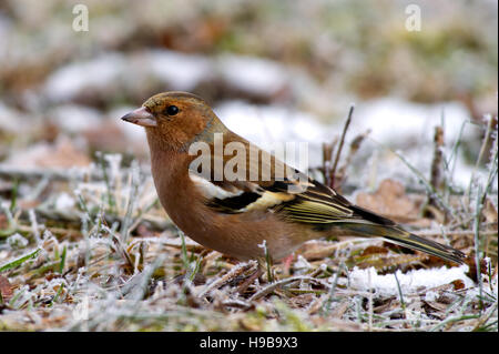 Die schöne weibliche Buchfinken (Fringilla Coelebs) auf dem frostigen Rasen Stockfoto