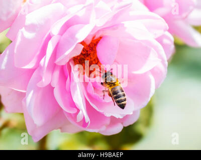 Bienen bestäuben eine Rose Stockfoto