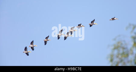 Weißer Pelikan (Pelecanus Onocrotalus), eine Herde auf der Flucht vor einem blauen Himmel, Donau-Delta, Rumänien. Stockfoto