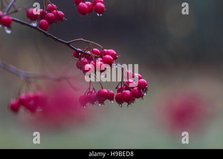 Wimbledon London, UK. 21. November 2016. roter Baum Beeren bedeckt in Regentropfen nach Regenfällen auf Wimbledon Common © Amer Ghazzal/Alamy Live-Nachrichten Stockfoto