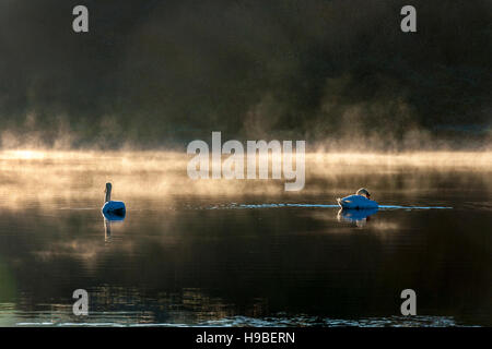 Ardara, County Donegal, Irland Wetter. 21. November 2016. Schwäne am See Shanaghan an einem kalten, klaren Wintermorgen. Bildnachweis: Richard Wayman/Alamy Live-Nachrichten Stockfoto