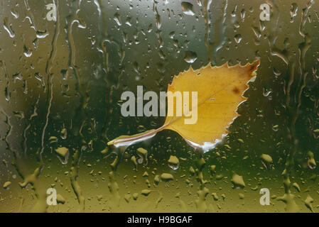 Chester UK. 21. November 2016. UK-Wetter. Eine Herbst Blatt klebte an einem regen bedeckt Fenster. Andrew Paterson/Alamy Live-Nachrichten Stockfoto