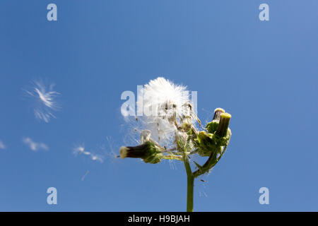 Asuncion, Paraguay. November 2016. Eine stachelige Sau-Distel (Sonchus asper) Samenköpfe, die im Wind unter blauem Himmel wehen, wird an sonnigen Tagen in Asuncion, Paraguay, gesehen. © Andre M. Chang/Alamy Live News Stockfoto