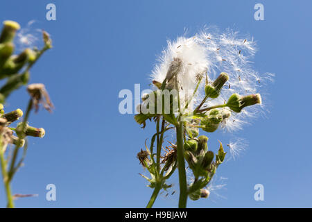 Asuncion, Paraguay. November 2016. Eine stachelige Sau-Distel (Sonchus asper) Samenköpfe, die im Wind unter blauem Himmel wehen, wird an sonnigen Tagen in Asuncion, Paraguay, gesehen. © Andre M. Chang/Alamy Live News Stockfoto