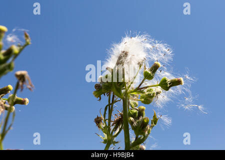 Asuncion, Paraguay. November 2016. Eine stachelige Sau-Distel (Sonchus asper) Samenköpfe, die im Wind unter blauem Himmel wehen, wird an sonnigen Tagen in Asuncion, Paraguay, gesehen. © Andre M. Chang/Alamy Live News Stockfoto