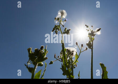 Asuncion, Paraguay. November 2016. Eine stachelige Sau-Distel (Sonchus asper) Samen Köpfe unter der hellen Sonne und blauen Himmel, wird an sonnigen Tagen in Asuncion, Paraguay gesehen. © Andre M. Chang/Alamy Live News Stockfoto