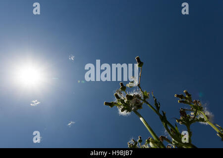 Asuncion, Paraguay. November 2016. Eine stachelige Sau-Distel (Sonchus asper) Samenköpfe, die im Wind unter der hellen Sonne und dem blauen Himmel wehen, wird an sonnigen Tagen in Asuncion, Paraguay, gesehen. © Andre M. Chang/Alamy Live News Stockfoto