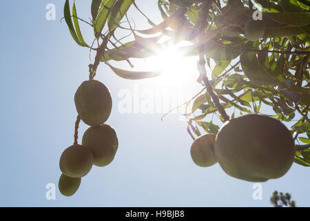 Asuncion, Paraguay. November 2016. Paraguayische unreife grüne Mangos, die unter der hellen Sonne und dem blauen Himmel an Bäumen hängen, werden an sonnigen Tagen in Asuncion, Paraguay, gesehen. © Andre M. Chang/Alamy Live News Stockfoto