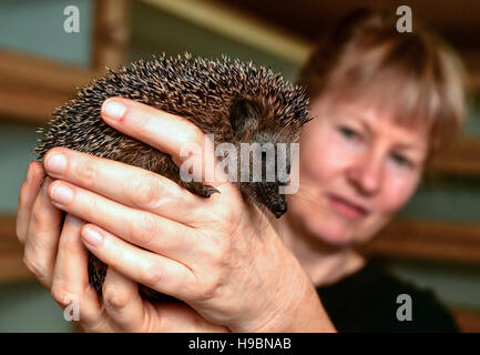 Neuzelle, Deutschland. 21. November 2016. Simone Hartung von der Igel-Station in Neuzelle einen kleinen Igel in Neuzelle, Deutschland, 21. November 2016 halten. Simone und Klaus Hartung betreibe eine private Igel-Station für 7 Jahre. Das Ehepaar kümmern Igel verletzt, krank oder zu klein sind. Die Igel werden derzeit zu überwintern. Foto: Patrick Pleul/Dpa-Zentralbild/ZB/Dpa/Alamy Live News Stockfoto