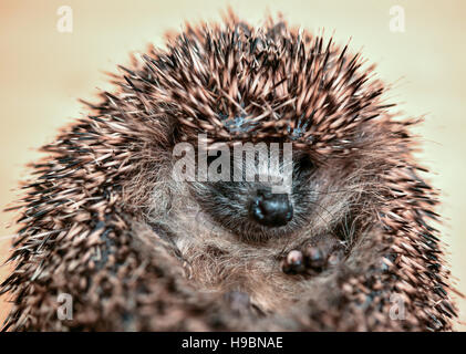 Neuzelle, Deutschland. 21. November 2016. Ein kleiner Igel ist an Simone Hartungs Igel-Station in Neuzelle, Deutschland, 21. November 2016 geballt. Simone und Klaus Hartung betreibe eine private Igel-Station für 7 Jahre. Das Ehepaar kümmern Igel verletzt, krank oder zu klein sind. Die Igel werden derzeit zu überwintern. Foto: Patrick Pleul/Dpa-Zentralbild/ZB/Dpa/Alamy Live News Stockfoto