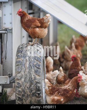 Ein Huhn die Lohmann Brown-Rasse in einem Freigehege in der Nähe von Bad Soden-Altenhain, Deutschland, 22. November 2016 abgebildet.  Hier leben rund 193 Tiere von einem Bioland-Unternehmen. Das Hessische Umweltministerium hat eine Anforderung zu Geflügel drinnen wegen der Gefahr der Vogelgrippe ausgestellt. Foto: Arne Dedert/dpa Stockfoto