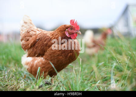 Bad Soden-Altenhain, Deutschland. 22. November 2016. Ein Huhn die Lohmann Brown-Rasse in einem Freigehege in der Nähe von Bad Soden-Altenhain, Deutschland, 22. November 2016 abgebildet. Hier leben rund 193 Tiere von einem Bioland-Unternehmen. Das Hessische Umweltministerium hat eine Anforderung zu Geflügel drinnen wegen der Gefahr der Vogelgrippe ausgestellt. Foto: Arne Dedert/Dpa/Alamy Live-Nachrichten Stockfoto