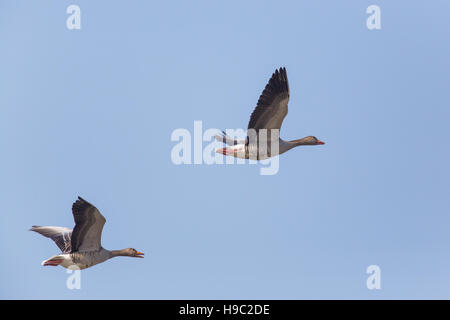 Zwei fliegende graue Gänse (Anser Anser) im blauen Himmel Stockfoto