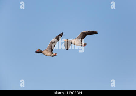 Zwei fliegende graue Gänse (Anser Anser) im blauen Himmel Stockfoto