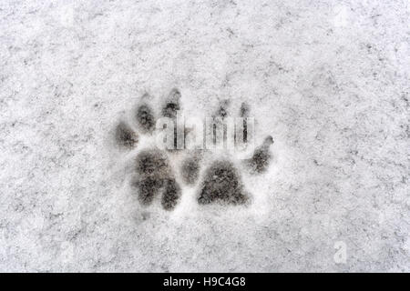 Spuren von zwei Hundepfote auf weißem Hintergrund frischen Schnee im winter Stockfoto