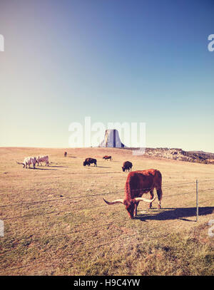 Vintage stilisierte Kühe und Bison mit Devils Tower in Ferne, Top-Attraktion in Wyoming State, USA. Stockfoto