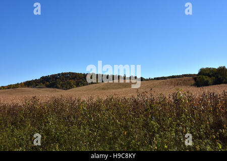 Rollende Maisfelder in Menomonie, Wisconsin Stockfoto