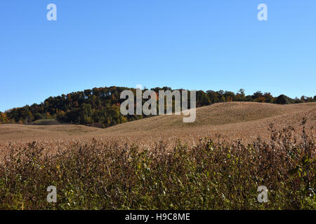 Rollende Maisfelder in Menomonie, Wisconsin Stockfoto