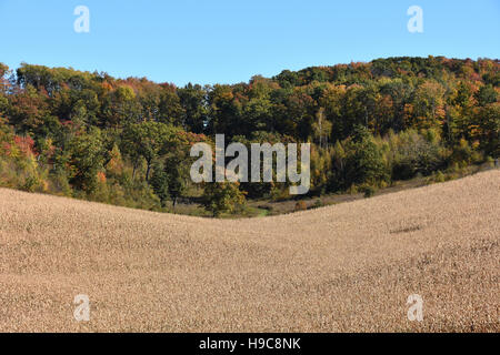 Rollende Maisfelder in Menomonie, Wisconsin Stockfoto