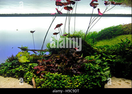 Wald unter Wasser von Takashi Amano, Oceanario de Lisboa, Lissabon, Ozeanarium, Architekt Peter Chermayeff, Lissabon, Portugal Stockfoto