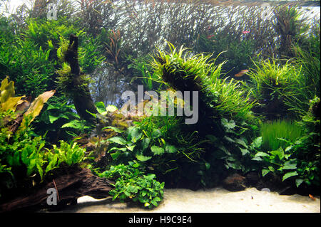 Wald unter Wasser von Takashi Amano, Oceanario de Lisboa, Lissabon, Ozeanarium, Architekt Peter Chermayeff, Lissabon, Portugal Stockfoto