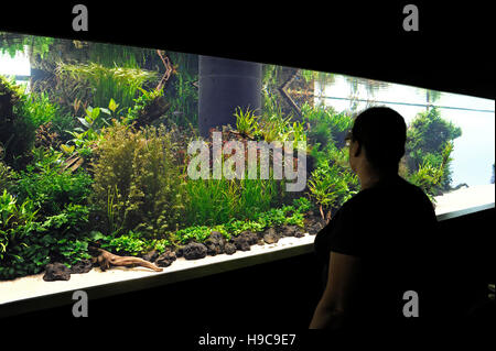 Wald unter Wasser von Takashi Amano, Oceanario de Lisboa, Lissabon, Ozeanarium, Architekt Peter Chermayeff, Portugal Stockfoto