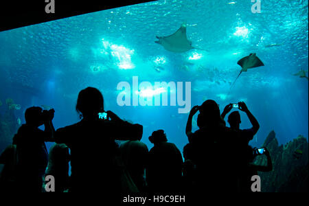 Oceanario de Lisboa, Lissabon Oceanarium, Peter Chermayeff Architekt, Parque Das Nacoes, Lisboa, Lissabon, Portugal Stockfoto