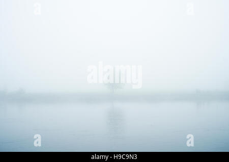 Ein Baum am Ufer der Themse an einem nebligen Morgen in Chertsey, Surrey Stockfoto