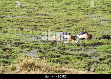 Ein paar grau gekrönt Kraniche ernähren sich von Marsh im Amboseli in Kenia Stockfoto